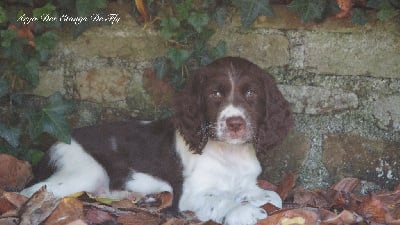 Les chiots de English Springer Spaniel