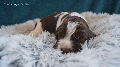 Les chiots de English Springer Spaniel