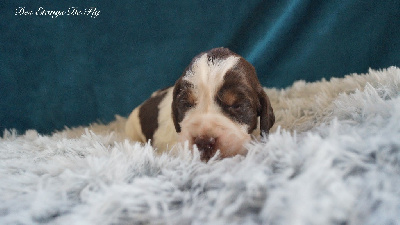 Les chiots de English Springer Spaniel
