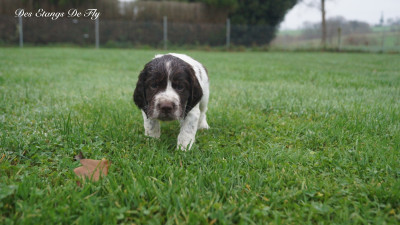 Les chiots de English Springer Spaniel