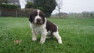 Les chiots de English Springer Spaniel
