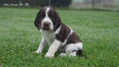 Les chiots de English Springer Spaniel