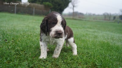 Les chiots de English Springer Spaniel