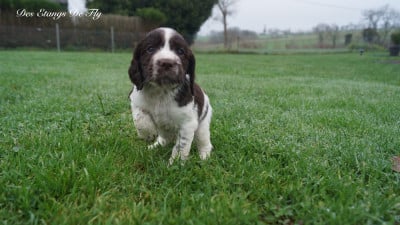 Les chiots de English Springer Spaniel