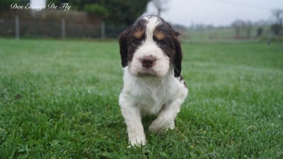 Les chiots de English Springer Spaniel