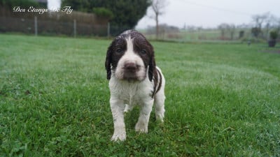 Les chiots de English Springer Spaniel