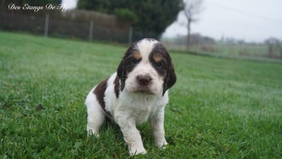 Les chiots de English Springer Spaniel