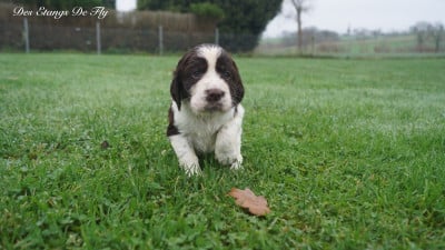 Les chiots de English Springer Spaniel