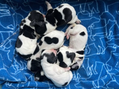 Les chiots de Cocker Spaniel Anglais