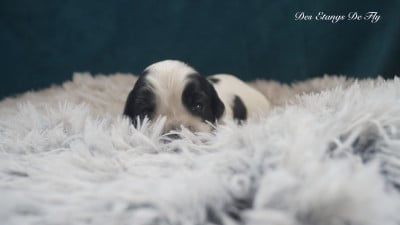 Les chiots de Cocker Spaniel Anglais