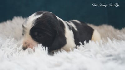 Les chiots de Cocker Spaniel Anglais