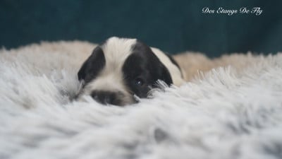 Les chiots de Cocker Spaniel Anglais