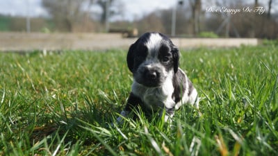 Les chiots de Cocker Spaniel Anglais