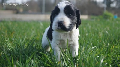 Les chiots de Cocker Spaniel Anglais