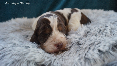 Les chiots de English Springer Spaniel
