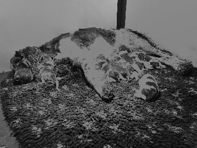 Les chiots de English Springer Spaniel