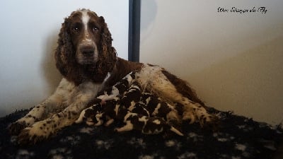 Les chiots de English Springer Spaniel