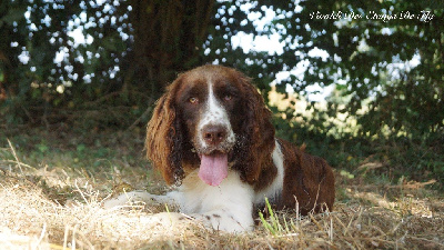 Les chiots de English Springer Spaniel