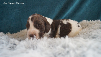 Les chiots de English Springer Spaniel