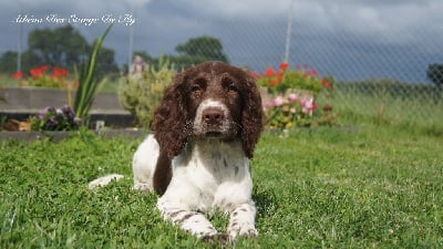 Les chiots de English Springer Spaniel