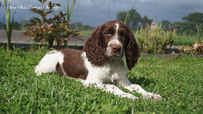 Les chiots de English Springer Spaniel