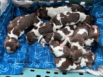 Les chiots de English Springer Spaniel