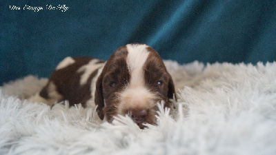 Les chiots de English Springer Spaniel