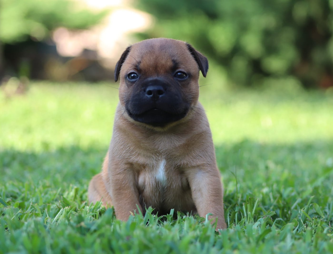 CHIOT 4