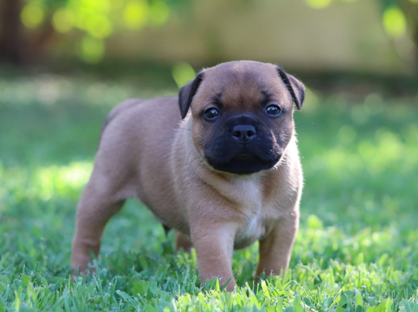 CHIOT 4