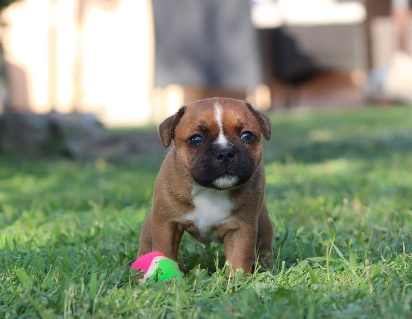 CHIOT 1