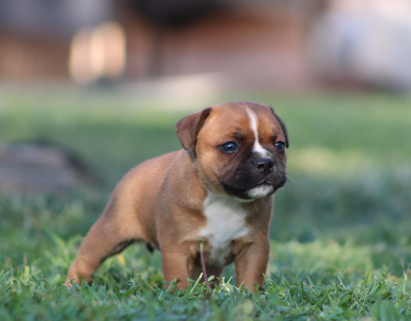 CHIOT 1