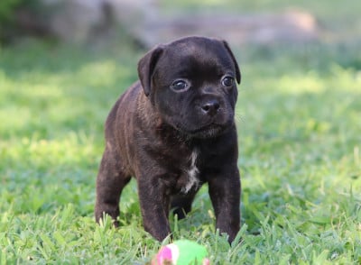 Les chiots de Staffordshire Bull Terrier