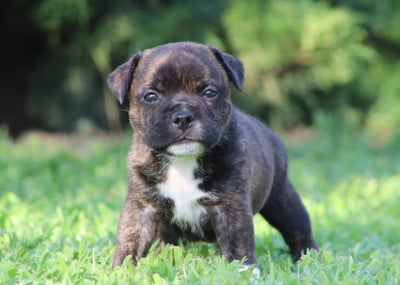 Les chiots de Staffordshire Bull Terrier