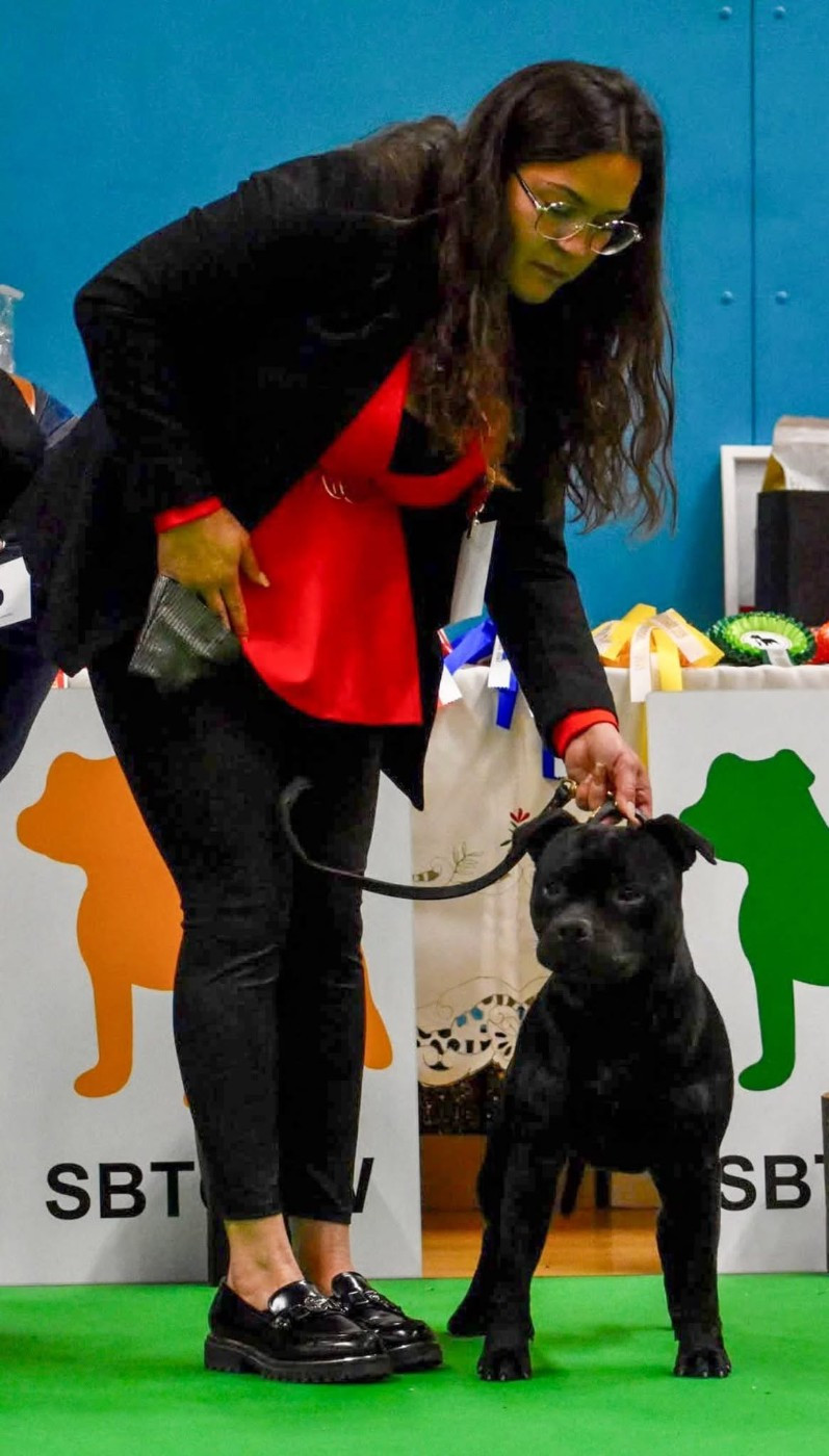 Jch. Vicious circle King Of Caribs - 3ème, QUALIF CRUFT 2026 (Puppy)