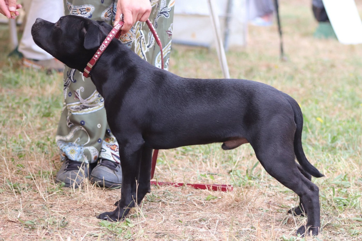 Jch. Vicious circle King Of Caribs - 1er, Trés Prometteur, BEST PUPPY
