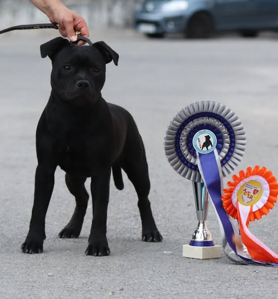 Jch. Vicious circle King Of Caribs - 1er, Trés Prometteur, BEST PUPPY
