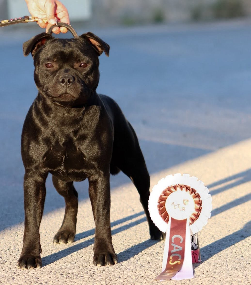 Jch. Vicious circle King Of Caribs - 1er, Excellent, CAC-J (Jeune)