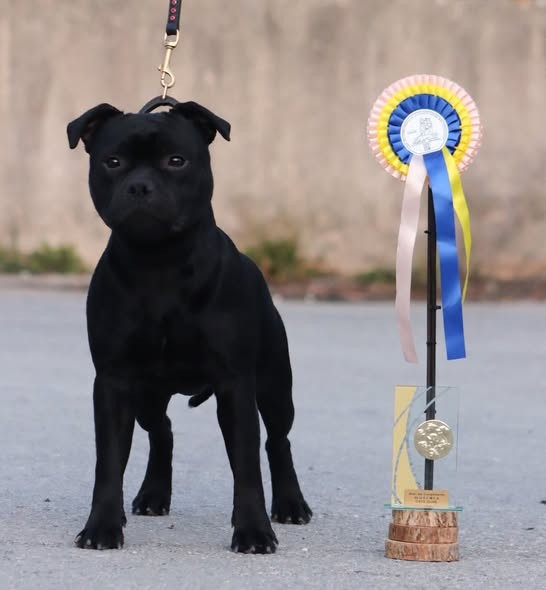 Jch. Vicious circle King Of Caribs - 1er, Excellent, CAC-J, BEST JEUNE
