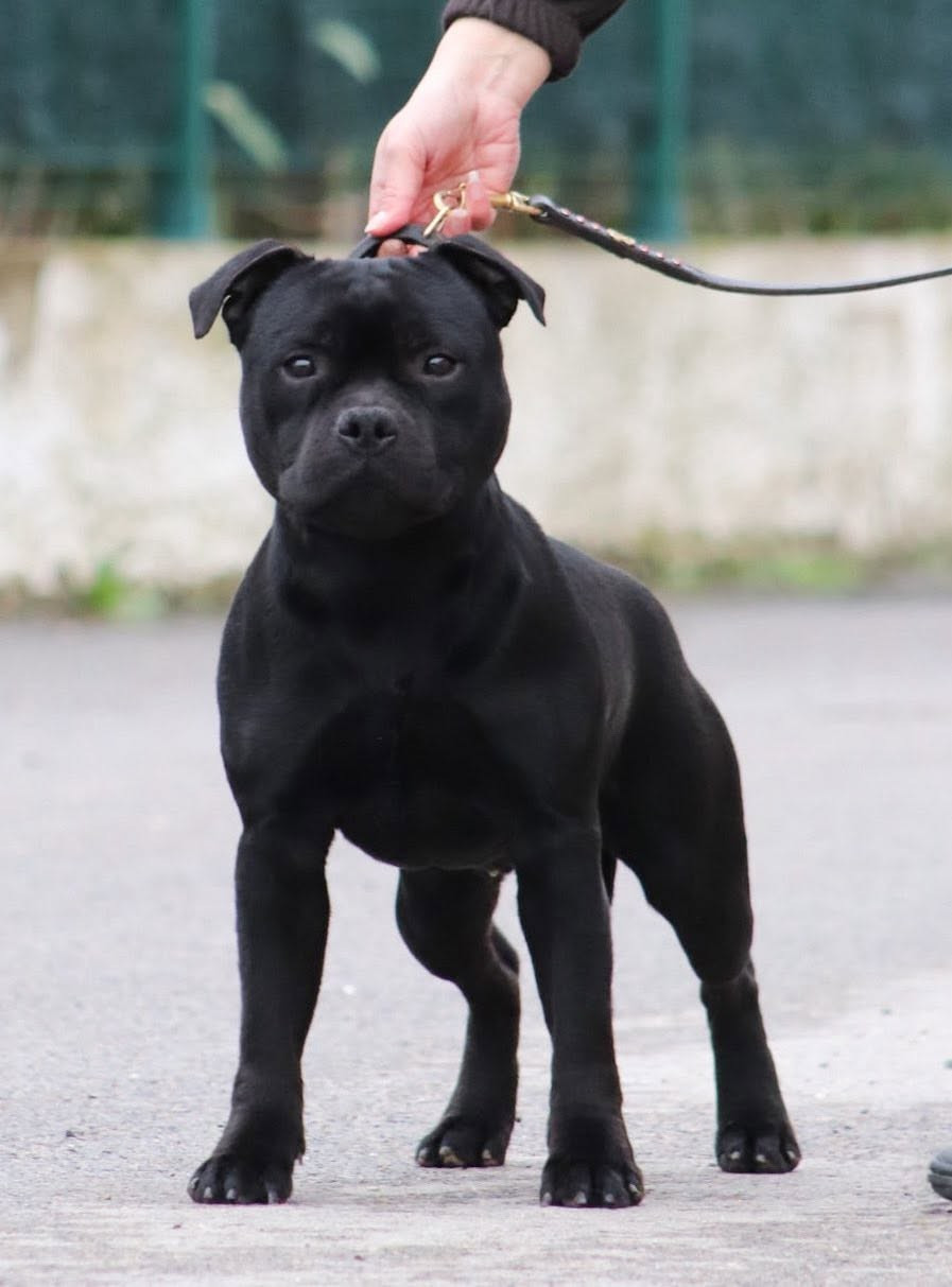 Jch. Vicious circle King Of Caribs - NC, Excellent (Jeune)