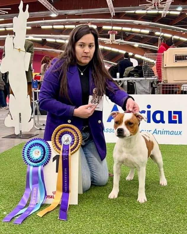 CH. Jch. the queen-of game Sweet Dream Stafford - 1ème, Trés Prometteur, BEST PUPPY
