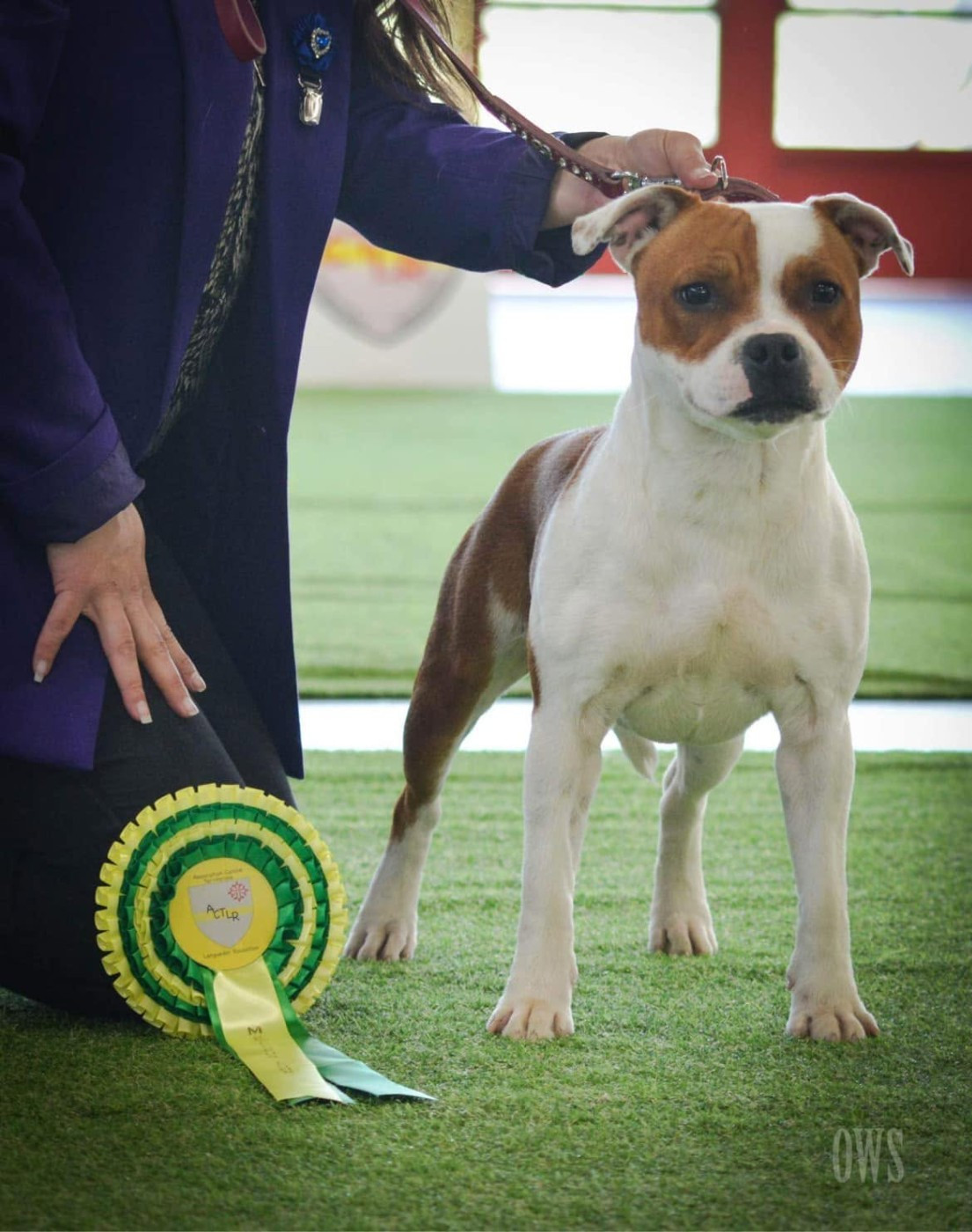 CH. Jch. the queen-of game Sweet Dream Stafford - 1er, Excellent, BOJ (Jeune)