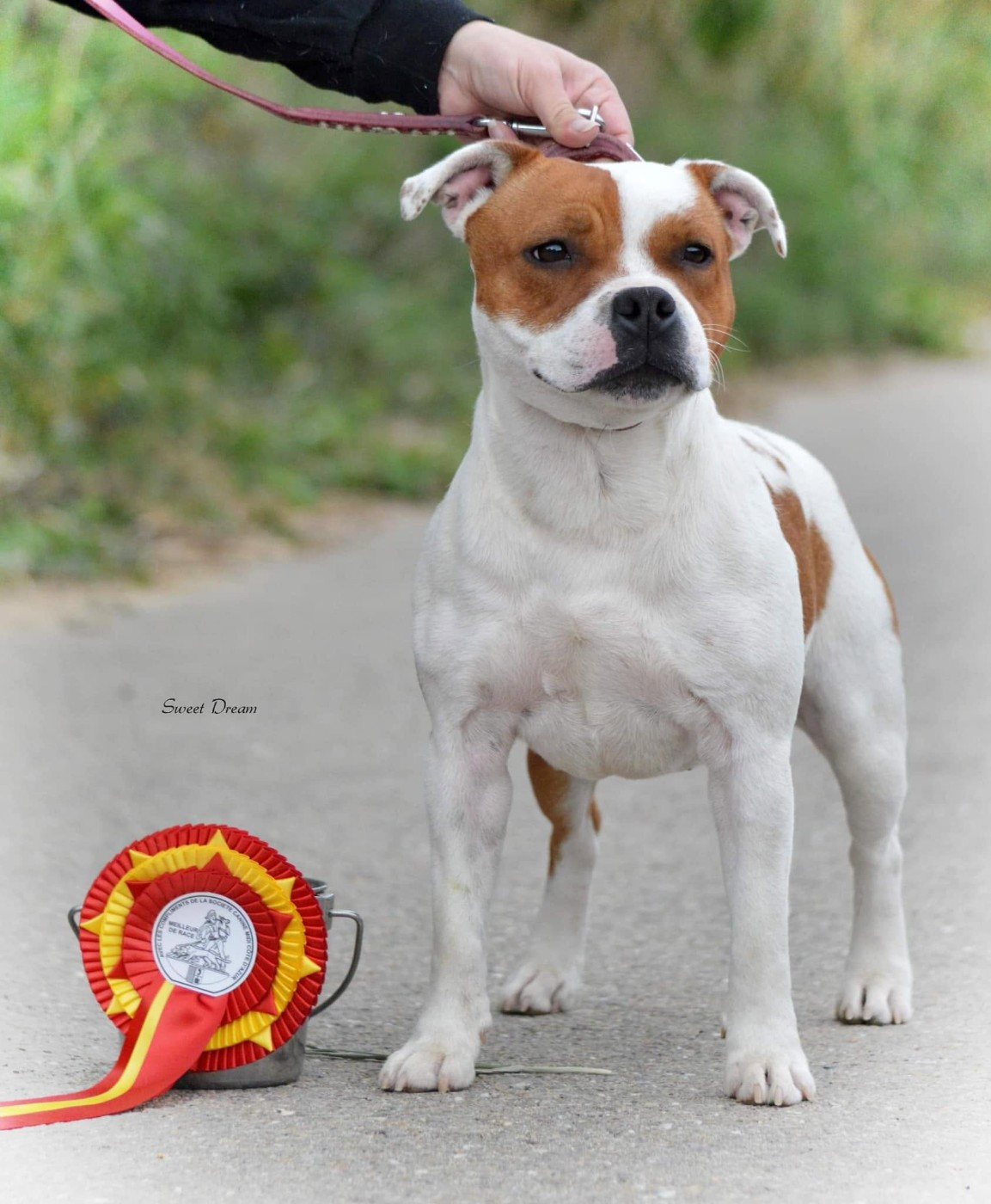 CH. Jch. the queen-of game Sweet Dream Stafford - 1er, Excellent, CACIB-J, BOJ