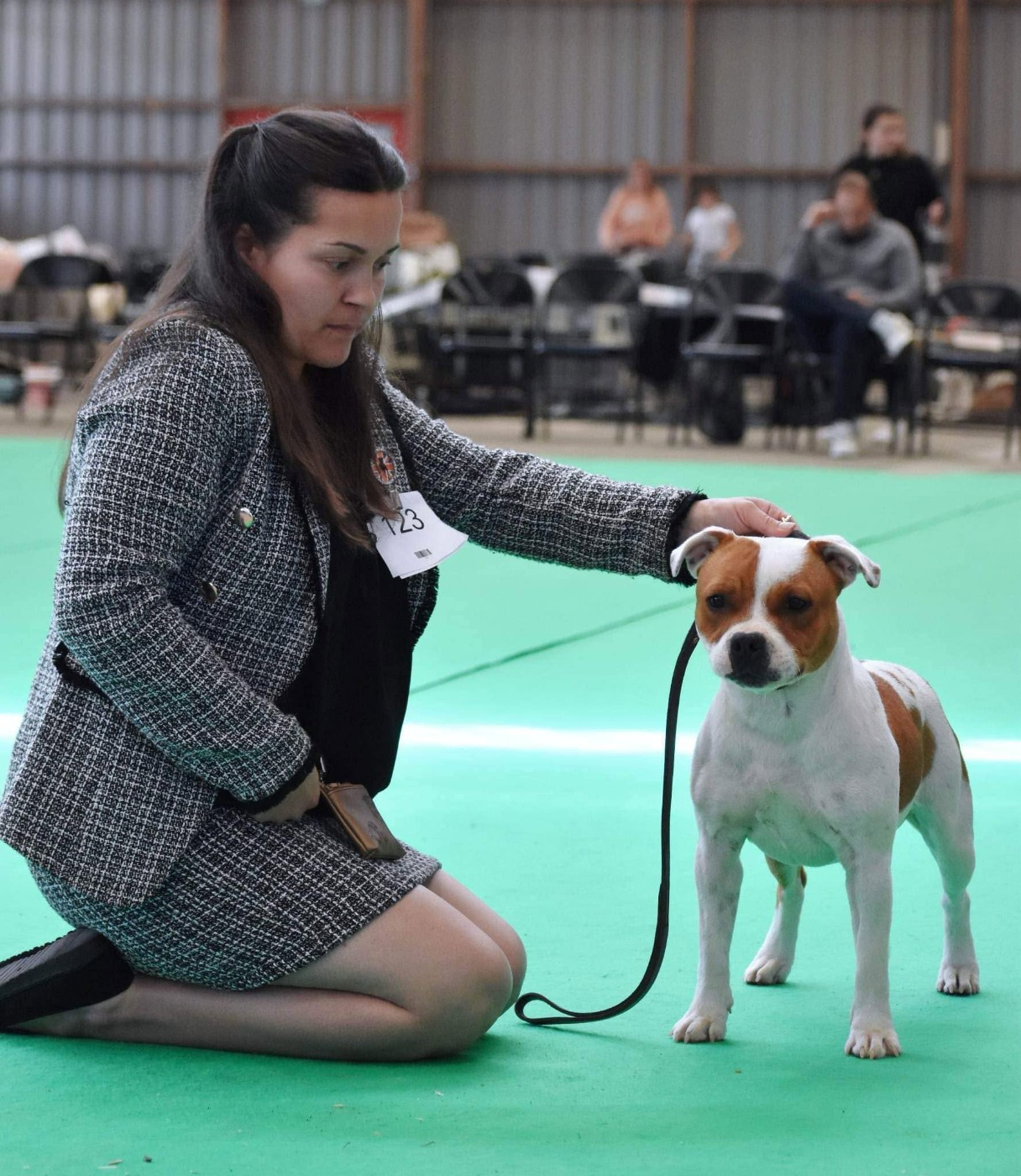 CH. Jch. the queen-of game Sweet Dream Stafford - NC, Excellent (Jeune)