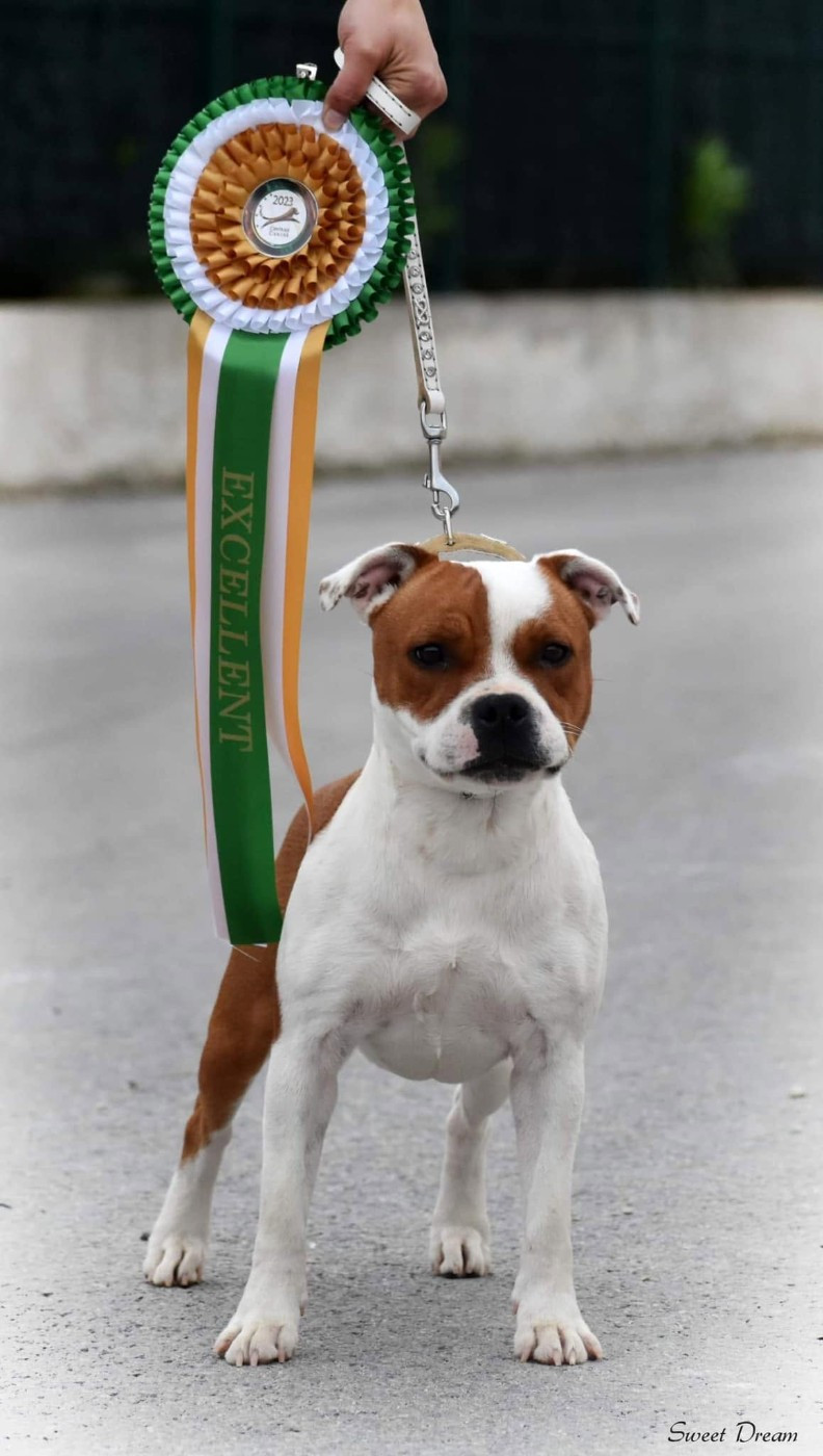CH. Jch. the queen-of game Sweet Dream Stafford - NC, Excellent (Jeune)