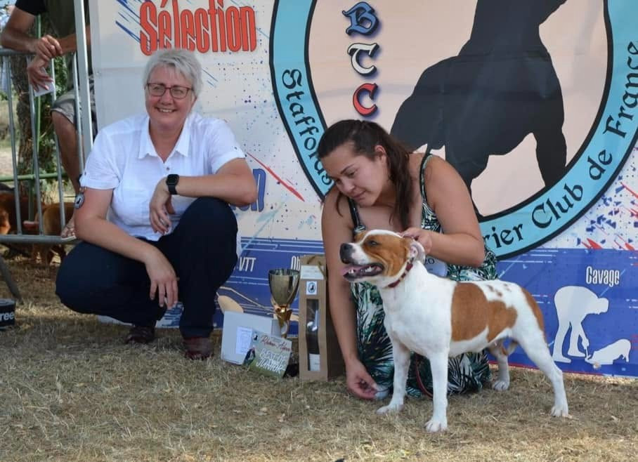 CH. Jch. the queen-of game Sweet Dream Stafford - 1er, Excellent, CACC-J, BOJ