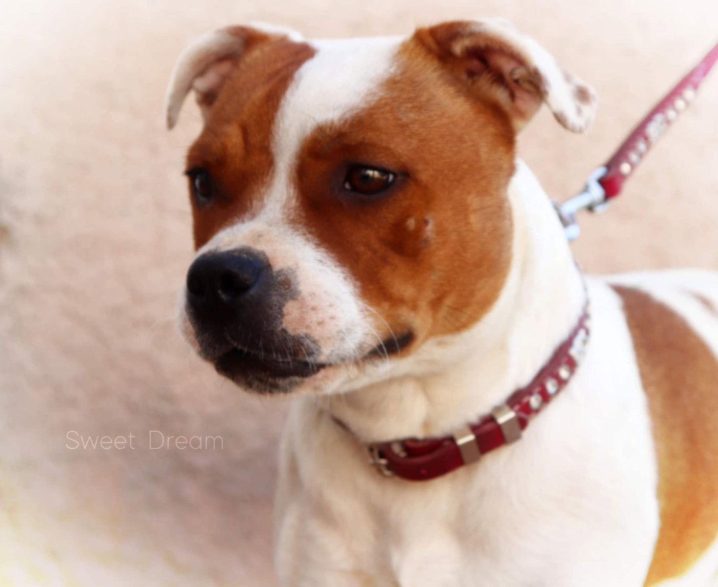 CH. Jch. the queen-of game Sweet Dream Stafford - 1er, Excellent, CAC-J (Jeune)