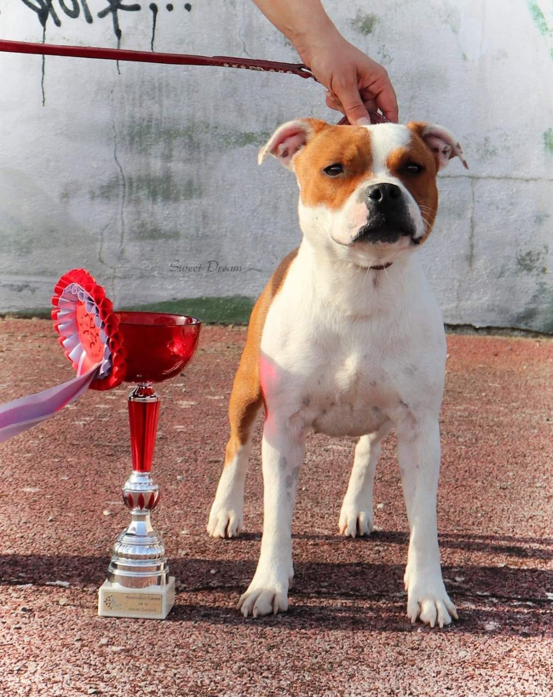 CH. Jch. the queen-of game Sweet Dream Stafford - 1er, Excellent, CACS-J, BOJ