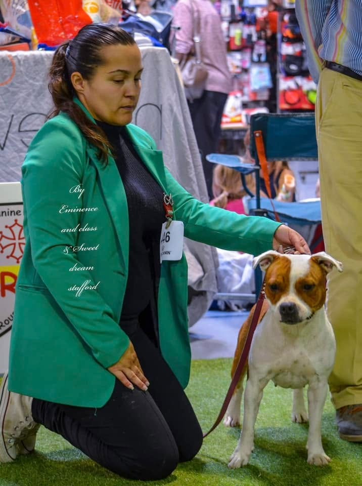 CH. Jch. the queen-of game Sweet Dream Stafford - 1er, Excellent, CAC-J, BOJ, BOS