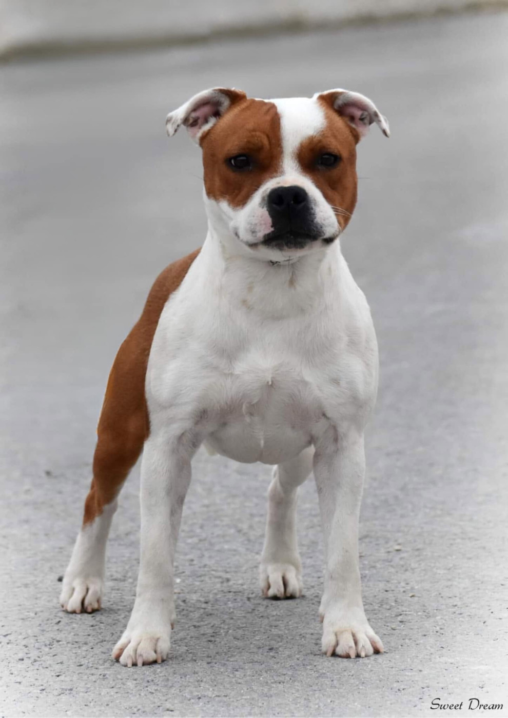 CH. Jch. the queen-of game Sweet Dream Stafford - 2ème, Excellent (Inter)