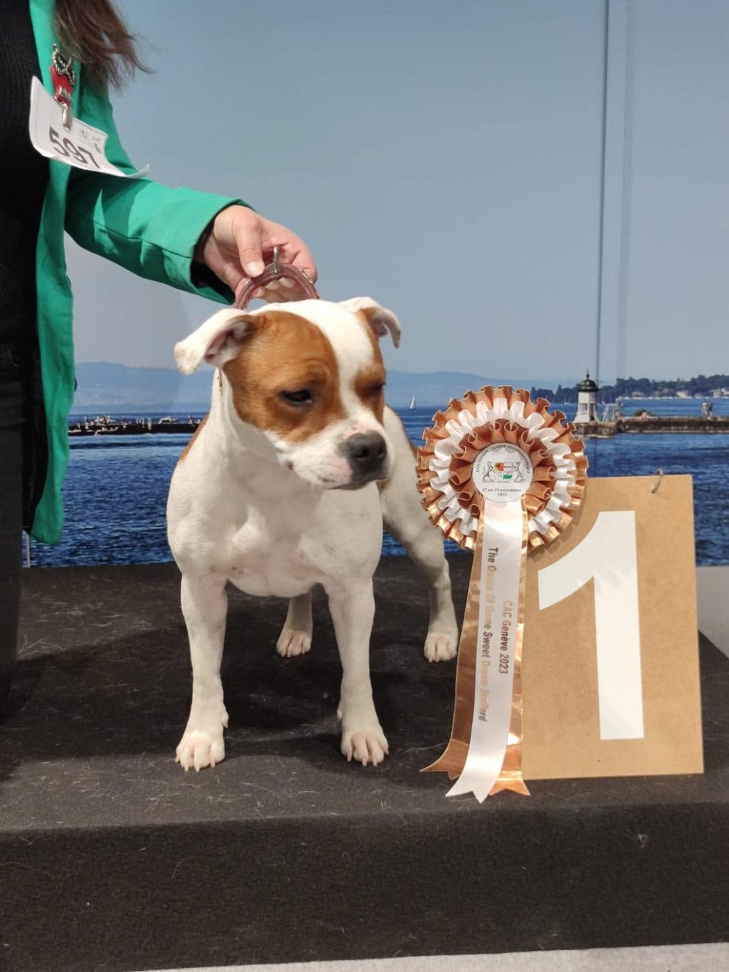 CH. Jch. the queen-of game Sweet Dream Stafford - 1er, Excellent, CAC, BOS (Inter)